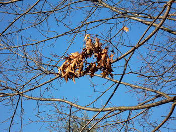 Low angle view of bare tree against clear blue sky