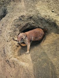 High angle view of lizard on rock