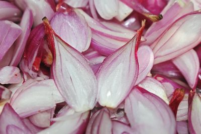 Full frame shot of wet pink flowering plant