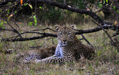 Portrait of leopards against trees