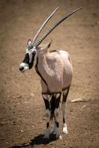 Gemsbok stands turning head on rocky ground