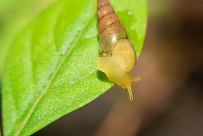 Close-up of wet leaf