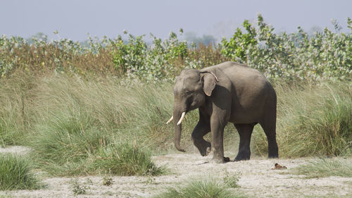 Elephant walking in a field