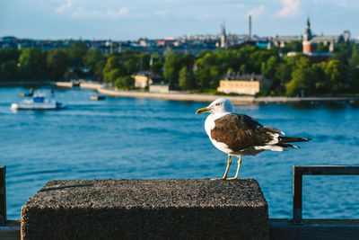 Close-up of seagull perching on retaining wall