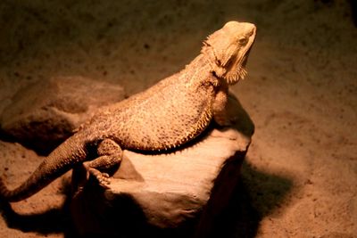 Close-up of a lizard