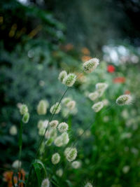 Close-up of flowering plant