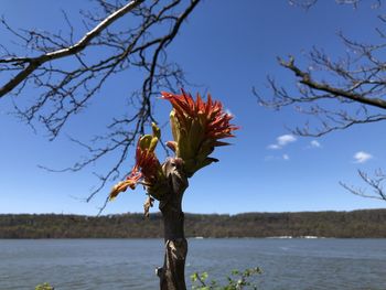 Scenic view of lake by tree against sky