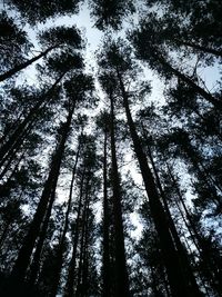 Low angle view of trees against sky