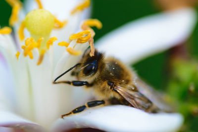 Close-up of bee pollinating on flower