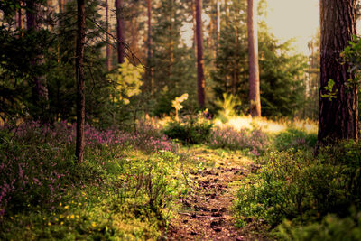 Trees in forest