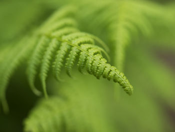 Close-up of fern leaves