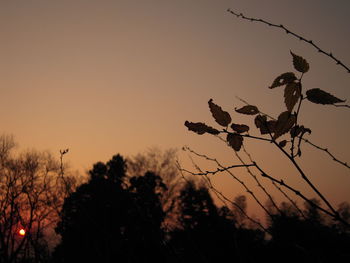 Low angle view of bare trees against sky at sunset