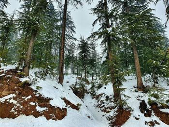 Trees on snow covered land during winter