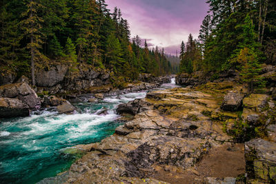 Scenic view of river amidst trees against sky