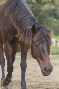 Horse standing in ranch