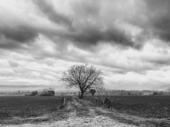 Bare trees on field against sky