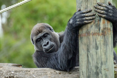 Gorilla at orana wildlife park holding a wooden pole.