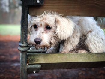 Maltese dog sitting on a wooden bench