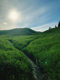 Scenic view of agricultural field against sky