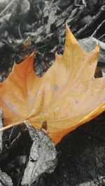 Close-up of maple leaves
