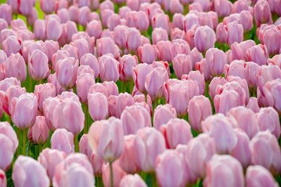 Close-up of pink tulips