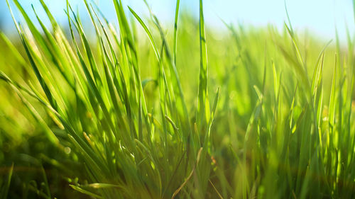 Close-up of fresh green grass in field