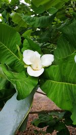 Close-up of white flowering plant