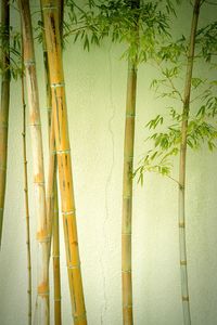Close-up of tree