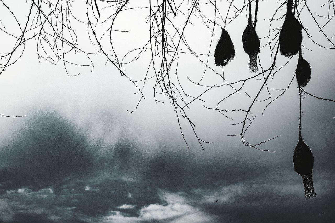 VIEW OF BIRDS ON BARE TREE