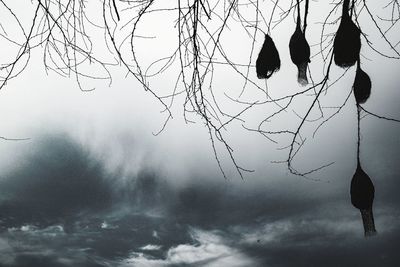 View of birds on branch against sky