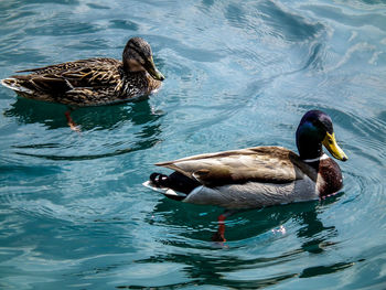 Duck swimming in lake