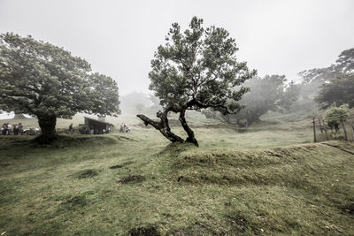 Trees on field against sky