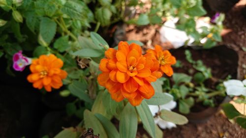 Close-up of flowers blooming outdoors