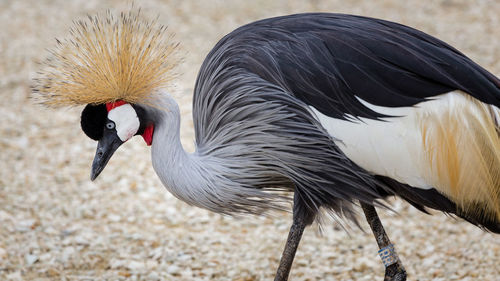 Close-up of bird