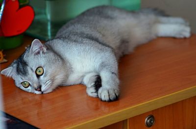 Cat lying on table