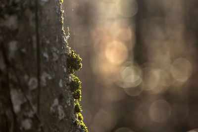 Close-up of moss on tree trunk