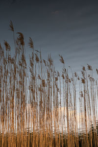 Scenic view of lake