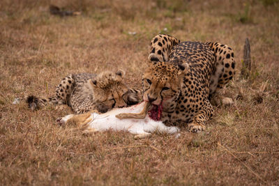 Cheetahs eating animal on field