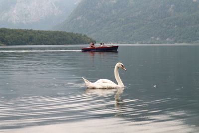 Swans swimming in lake