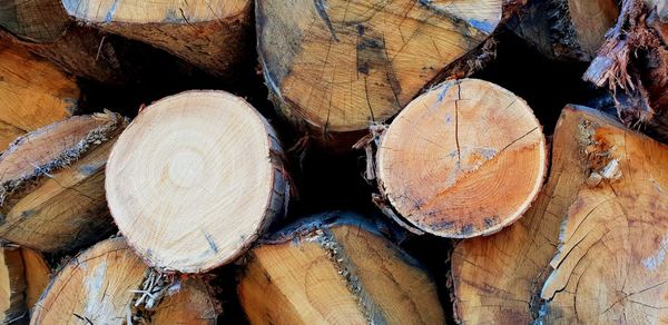 Full frame shot of logs in forest