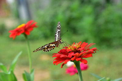 Close-up of butterfly pollinating on flower