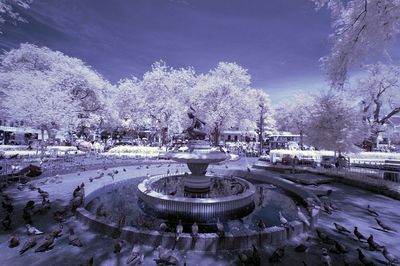 Bare trees against sky