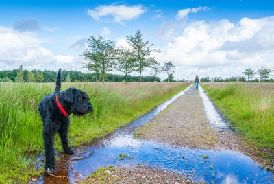 Dog standing on puddle against woman walking on footpath amidst grassy field