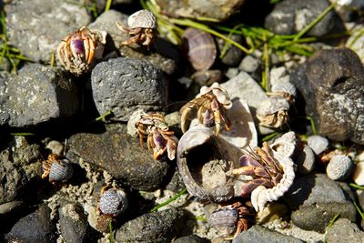 Close-up of hermit crabs