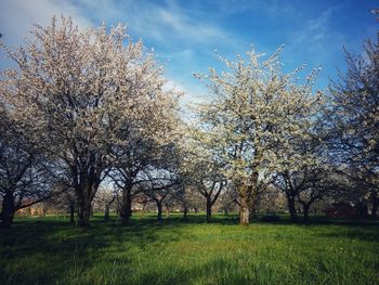 Cherry blossoms on field against sky