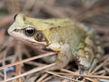 Close-up of frog on plants