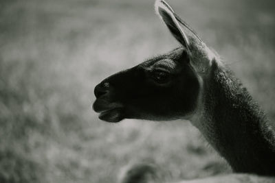 Close-up of a cat looking away