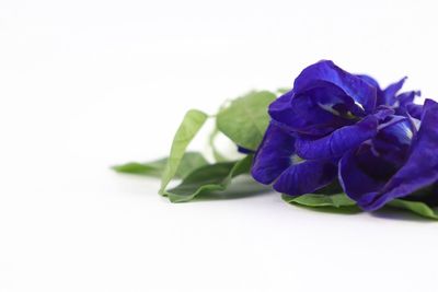 Close-up of purple flowering plant against white background