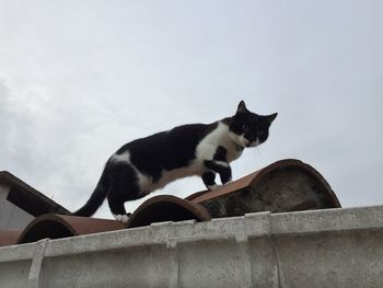 Low angle view of cat on wall