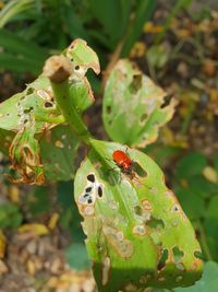 Close-up of ladybug on plant